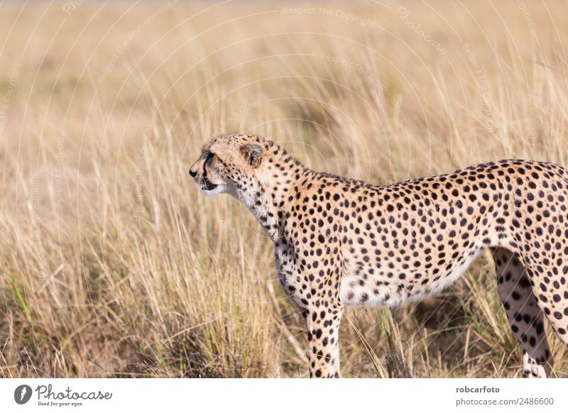 Cheetah in Masai Mara in Kenya, Africa Beautiful Vacation & Travel Tourism Safari Mouth Nature Animal Sky Park Fur coat Cat Baby animal Natural Wild Blue masai