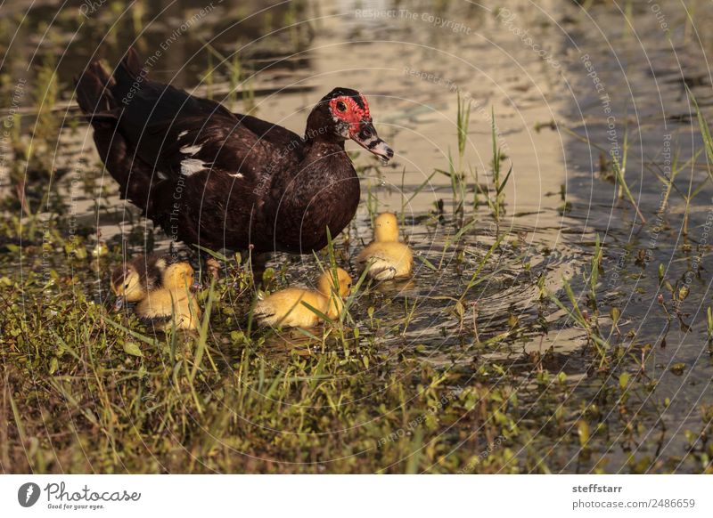 Mother and Baby Muscovy ducklings Cairina moschata Summer Parents Adults Family & Relations Nature Animal Pond Farm animal Wild animal Bird Flock Baby animal