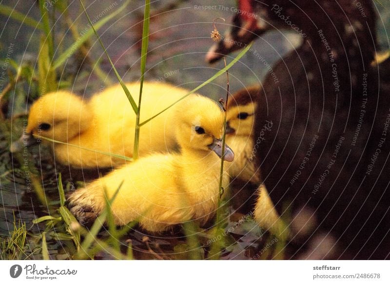 Baby Muscovy ducklings Cairina moschata Summer Family & Relations Nature Animal Pond Farm animal Wild animal Bird Baby animal Cute Brown Yellow Chick fledgling