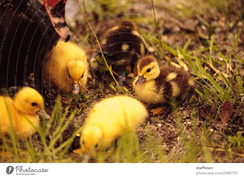 Baby Muscovy ducklings Cairina moschata Summer Family & Relations Nature Animal Pond Farm animal Wild animal Bird Flock Baby animal Cute Brown Yellow Chick
