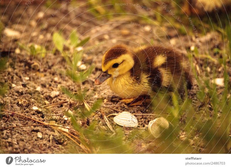 Baby Muscovy ducklings Cairina moschata Summer Family & Relations Nature Animal Pond Farm animal Wild animal Bird 1 Baby animal Cute Brown Yellow Chick