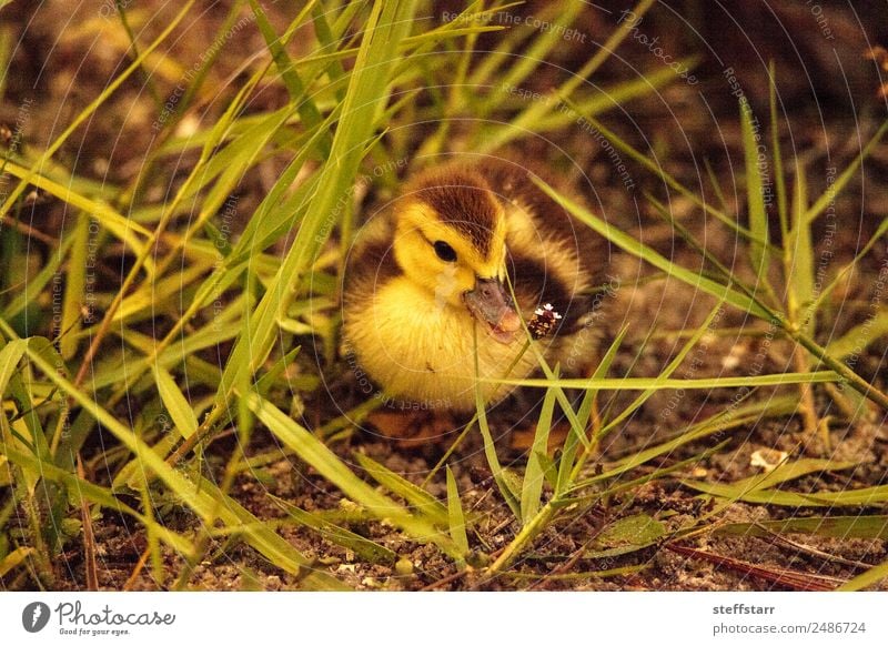 wild animals baby ducks