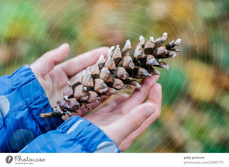 Child's hand holds fir cone Toddler Girl Boy (child) Young woman Youth (Young adults) Family & Relations Infancy Life Hand Fingers 3 - 8 years 8 - 13 years