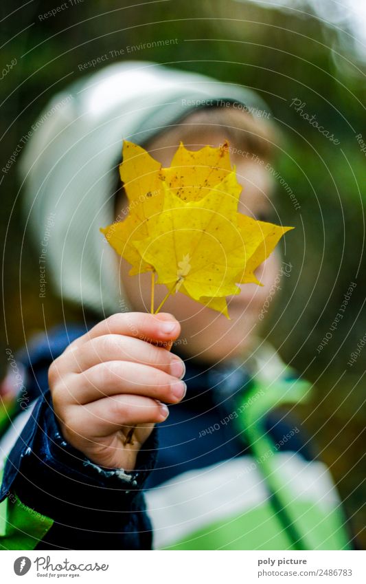 Small boy holding yellow autumn leaf in his hand Lifestyle Child Toddler Boy (child) Hand Fingers 1 - 3 years 3 - 8 years Infancy Environment Nature Summer