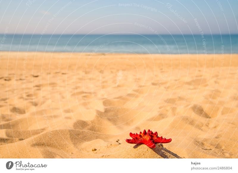 red starfish on the beach Vacation & Travel Summer Beach Sand Starfish Tourism Red Ocean Blue Sky White Empty Lonely Deserted Copy Space Colour photo