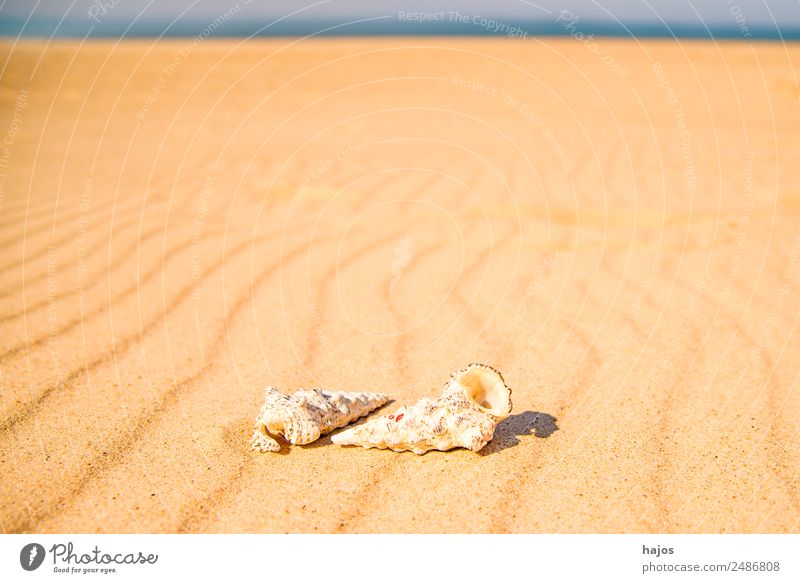 Sea snails on the beach Vacation & Travel Summer Beach Nature Sand 2 Animal Tourism sea snails Sandy beach Ocean Blue Sky Line vacation Travel photography Sun