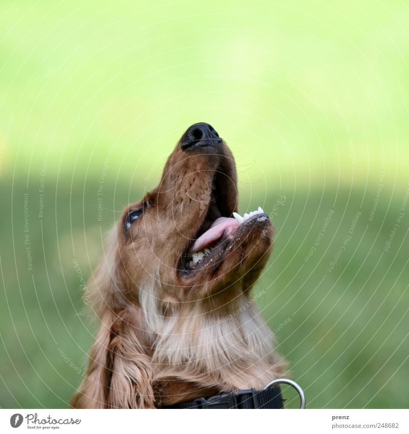 Dog look in the air Animal Park Pet 1 Looking Brown Green Cocker Spaniel Purebred dog Hound Animal portrait Head Snout Colour photo Exterior shot Deserted Day