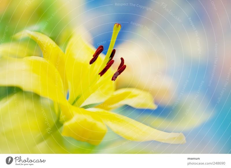 yellow lily Nature Flower Blossom Lily blossom Blossoming Bright Natural Beautiful Yellow Light blue Light green Delicate Colour photo Interior shot Deserted