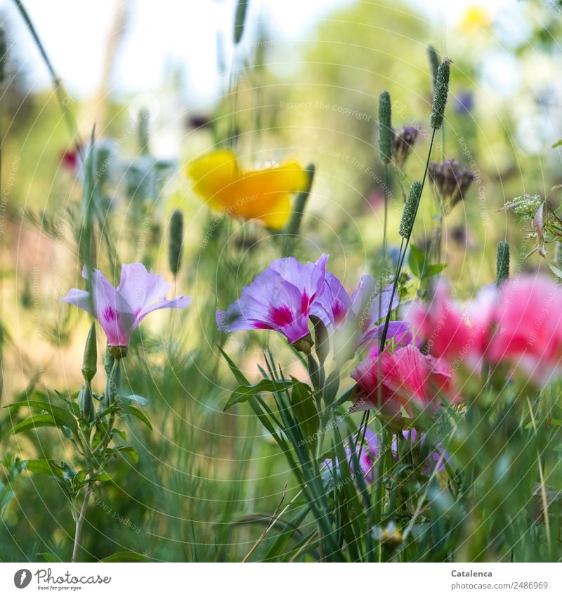 summer flower meadow Nature Plant Summer Beautiful weather Flower Grass Leaf Blossom Wild plant Meadow flower Mallow plants Poppy Grass blossom Blossoming