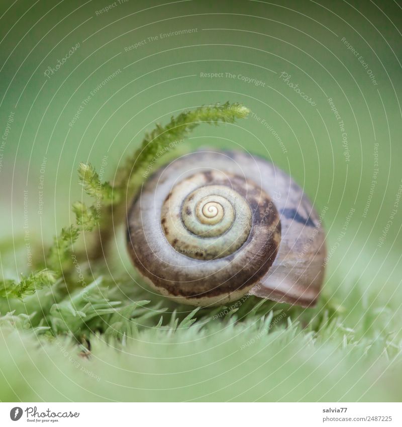 safe in the moss Environment Nature Plant Autumn Moss Snail shell Animal Round Soft Brown Green Design Uniqueness Idyll Calm Spiral Ornament Protection
