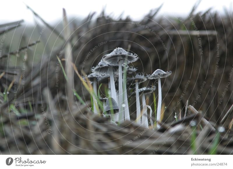 The Beatles Straw Autumn Mushroom magic mushrooms
