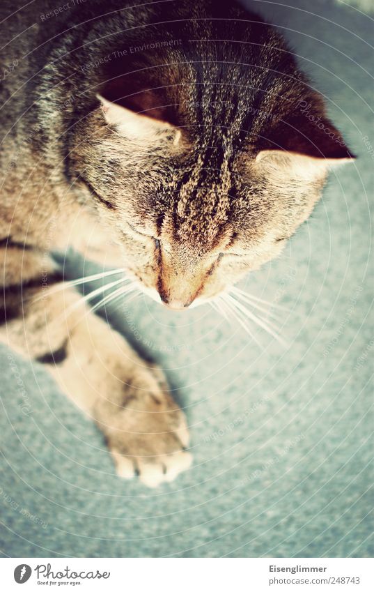 cat Animal Pet Cat 1 Retro Watchfulness Ear Whisker Paw Colour photo Close-up Deserted Copy Space bottom Day Shallow depth of field Bird's-eye view Forward