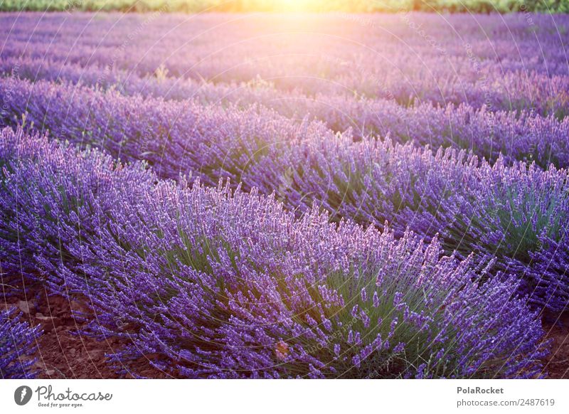 #A# Purple morning Environment Nature Landscape Plant Climate change Beautiful weather Field Esthetic Lavender Lavender field Lavande harvest Violet Provence