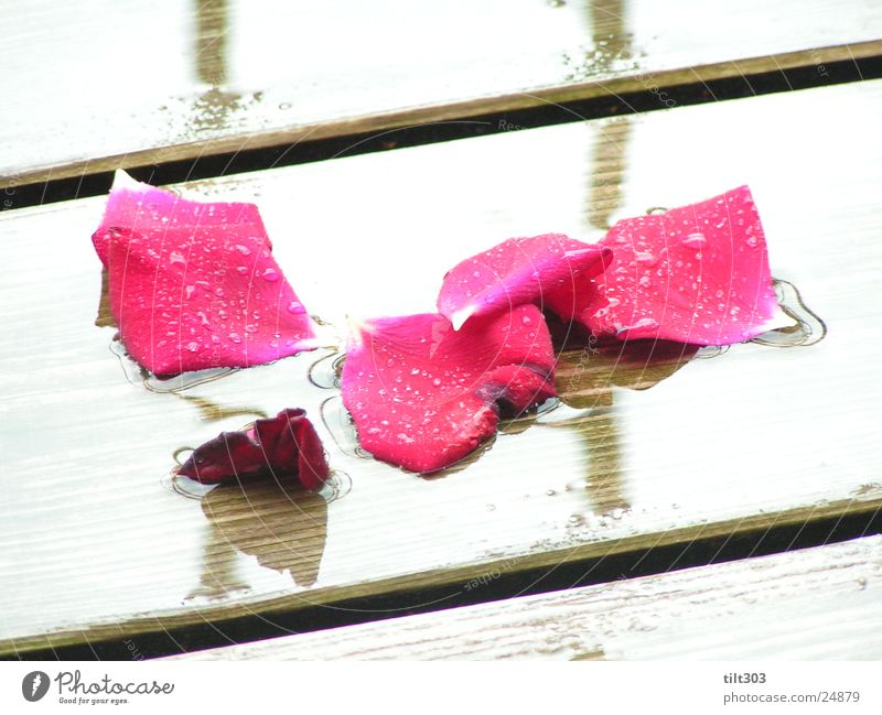 rose petals Rose leaves rosy times