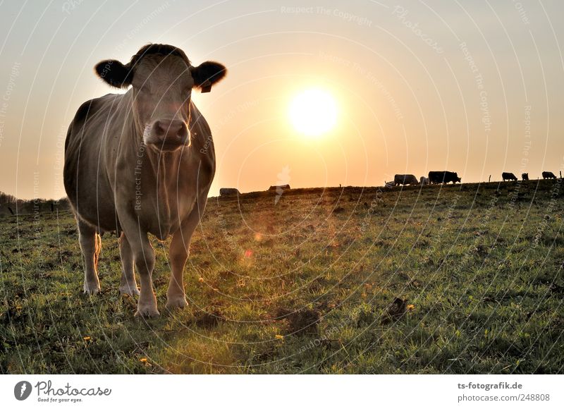 Dreaming of India Environment Nature Landscape Sky Cloudless sky Summer Beautiful weather Meadow Animal Farm animal Cow 1 Group of animals Yellow Gold Green