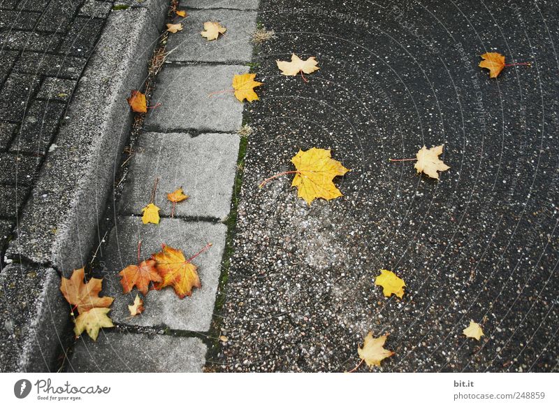 Gold easily fallen... Environment Autumn Climate Lie conceit chill Yellow Gray Black Transience Street Pavement Sidewalk Slippery surface Risk of accident
