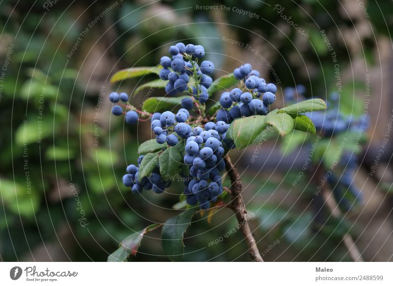 Blue berries Berries Branch Autumn Background picture Bushes Colour Fresh Fruit Garden Bunch of grapes Green Healthy Healthy Eating Juniper