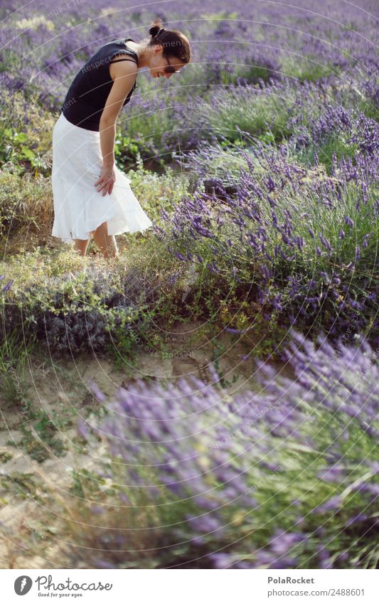 #A# In lavender Environment Nature Landscape Plant Esthetic Violet Lavender Lavender field Lavande harvest Woman Field Walking Exterior shot To go for a walk