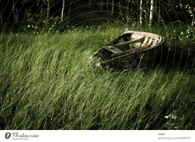 dry dock Environment Nature Grass Rowboat Watercraft Wood Lie Dark Natural Green Loneliness Common Reed Edge of the forest Colour photo Subdued colour
