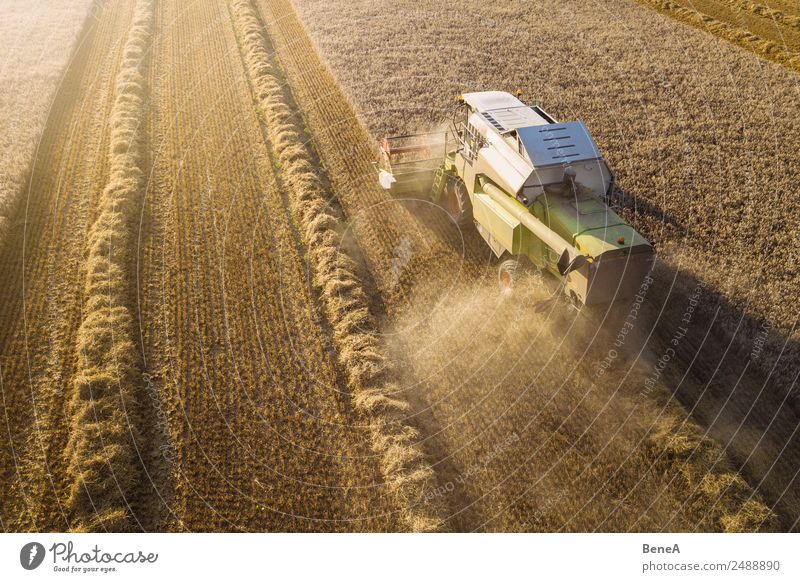 Combine harvester harvests grain field in the evening light from the air Harvest Driving Farmer Agriculture Forestry Machinery Agricultural machine Environment