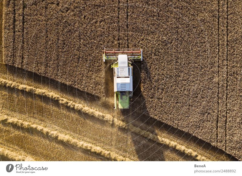 Combine harvester harvests grain field in the evening light from the air Harvest Farmer Agriculture Forestry Machinery Agricultural machine Environment Nature