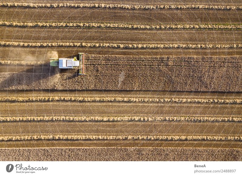 Combine harvester harvests grain field in the evening light from the air Harvest Farmer Machinery Agricultural machine Environment Nature Landscape Plant