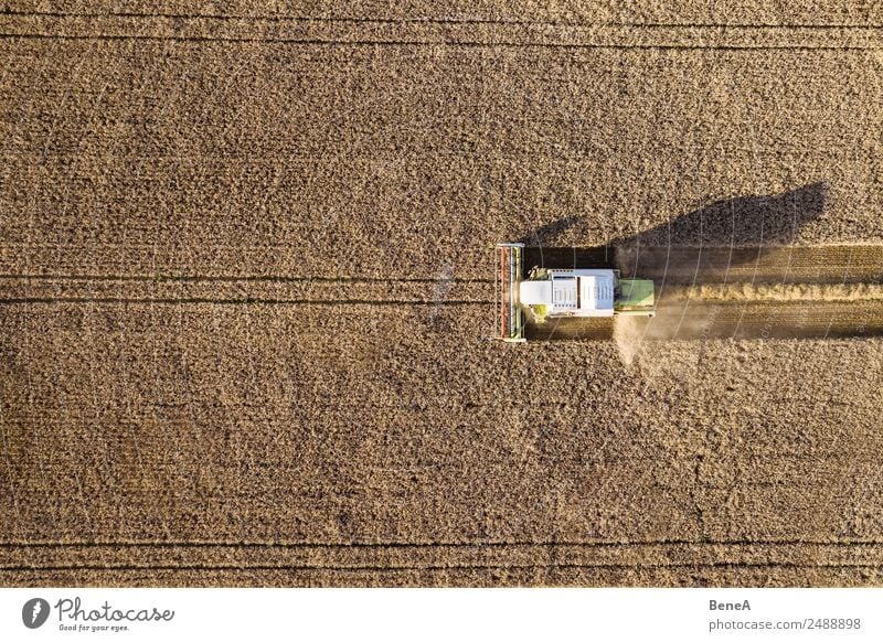Combine harvester harvests grain field in the evening light from the air Farmer Harvest Agriculture Forestry Machinery Agricultural machine Environment Nature