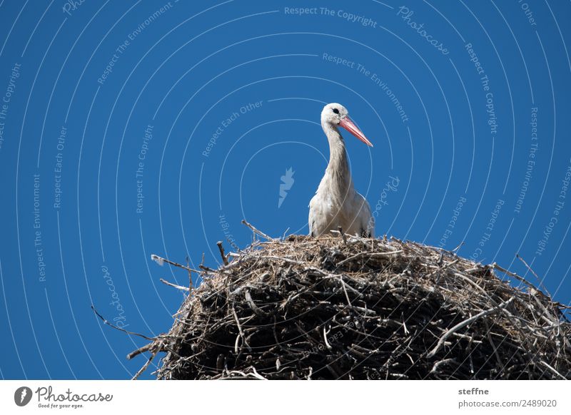 Stork in nest Animal Wild animal 1 Observe White Stork Eyrie Colour photo Exterior shot Deserted Copy Space left Copy Space right Copy Space top