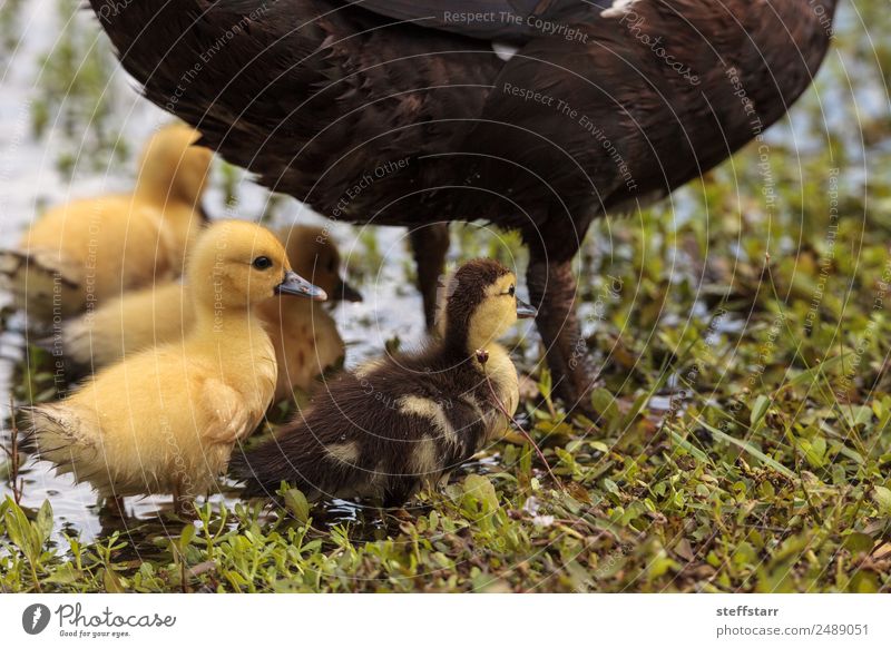 Baby Muscovy ducklings Cairina moschata Summer Mother Adults Family & Relations Nature Animal Pond Farm animal Wild animal Bird 4 Group of animals Flock