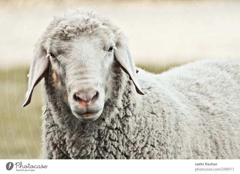 a sheep Environment Nature Grass Animal Farm animal Wild animal Animal face Pelt Petting zoo Sheep Ear Nose Eyes Snout 1 Think Looking Wait Old Cool (slang)