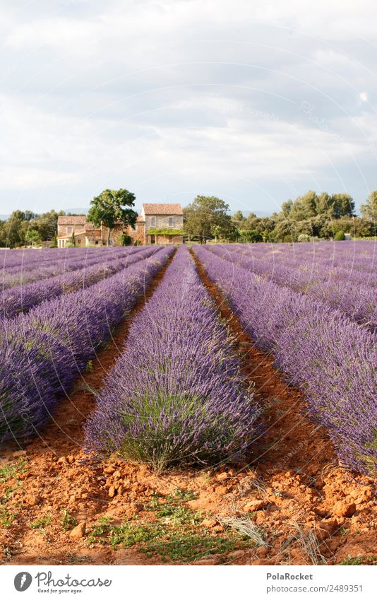 #A# Purple Farm Art Esthetic Violet Lavender Lavender field Lavande harvest Large-scale holdings France Provence Colour photo Multicoloured Exterior shot