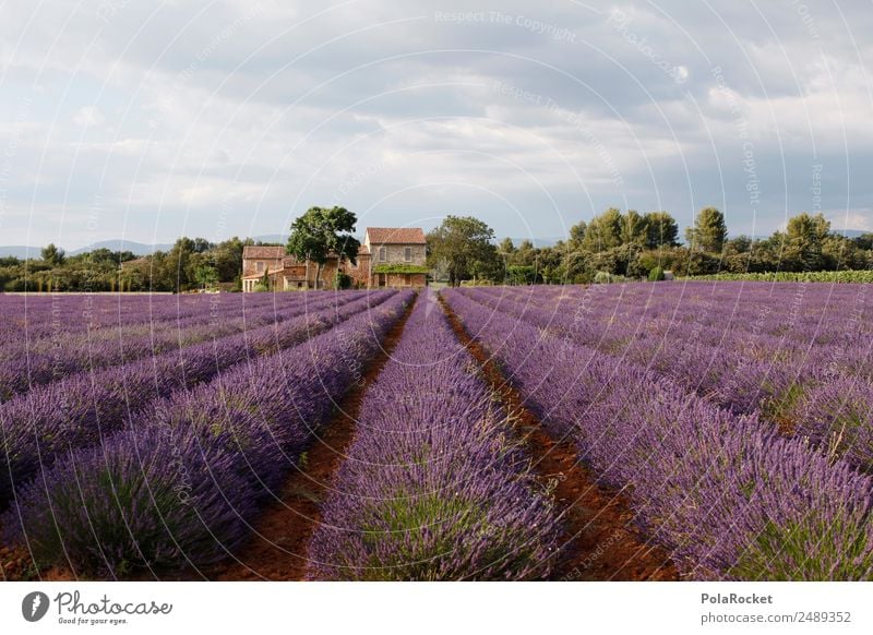 #A# Purple Landscape Environment Nature Plant Climate Beautiful weather Field Esthetic Lavender Lavender field Lavande harvest France Provence Violet