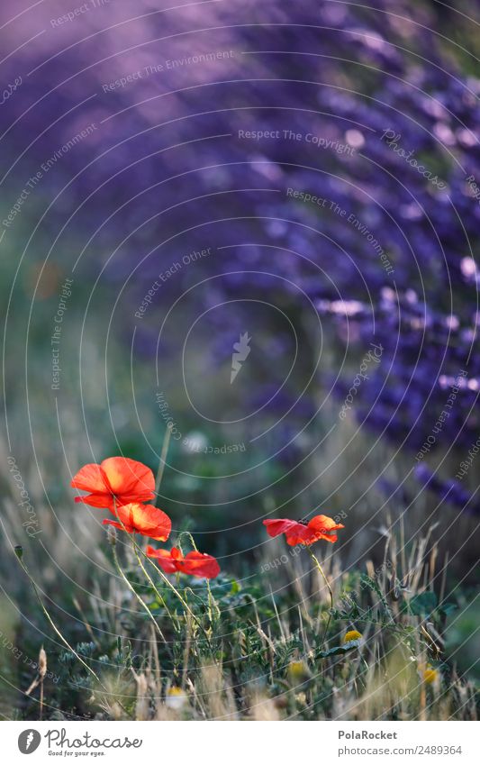 #A# Roadside purple-red Environment Nature Landscape Plant Animal Climate Climate change Beautiful weather Garden Park Meadow Field Esthetic Lavender