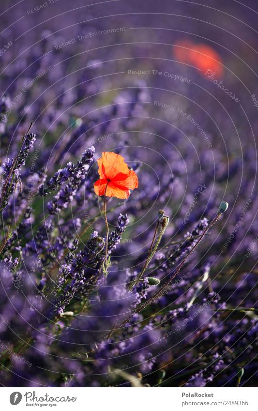 #A# Lavender Red Environment Nature Landscape Plant Kitsch Violet Lavender field Lavande harvest Poppy blossom France Provence Blossoming Green pastures