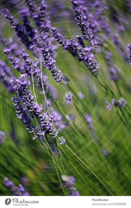 #A# Purple Wind Environment Nature Landscape Plant Esthetic Lavender Lavender field Lavande harvest Blow Margin of a field Violet Flower Blossoming