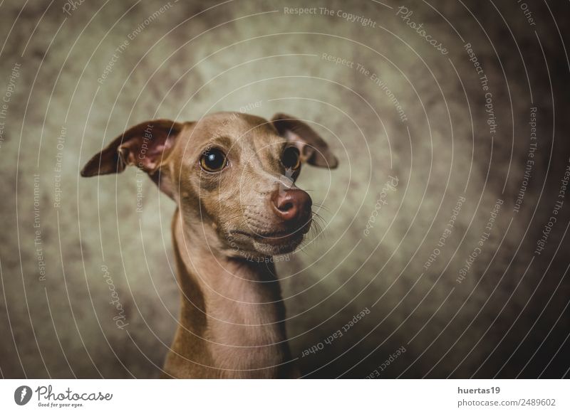 tudio portrait of little italian greyhound dog. Happy Beautiful Friendship Nature Animal Pet Dog 1 Friendliness Happiness Funny Cute Brown Cool (slang) Optimism
