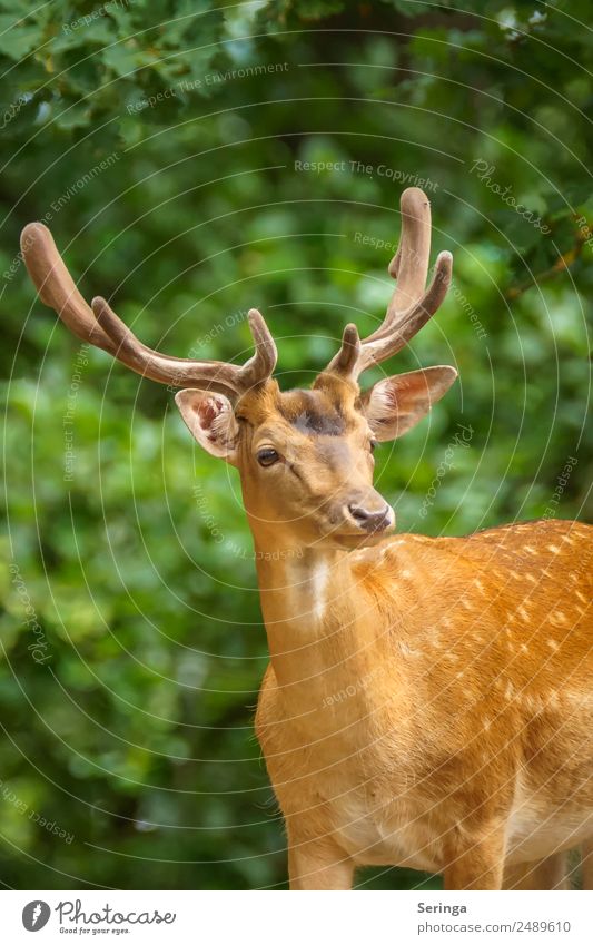 hunter Nature Plant Animal Tree Bushes Park Meadow Forest Wild animal Animal face Pelt Animal tracks Zoo 1 Observe Looking Fallow deer Red deer Antlers