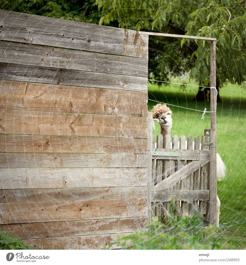 headbanging Animal Farm animal Zoo Petting zoo 1 Funny Llama Animal face Colour photo Exterior shot Deserted Copy Space left Day Wooden wall Wooden fence Barn