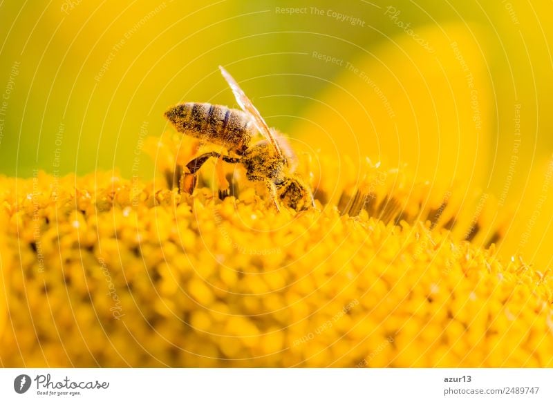 Macro honey bee collects yellow pollen on sunflower in nature Body Summer Sun Sunbathing Work and employment Environment Nature Plant Animal Sunlight Spring