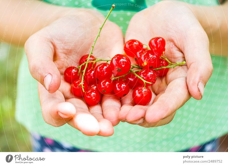 Children's hand holding currants Infancy Youth (Young adults) Life Hand Fingers 3 - 8 years 8 - 13 years Environment Nature Plant Spring Summer Garden Park Joy