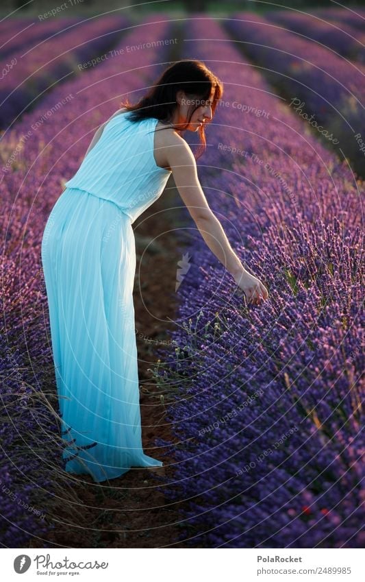 #A# Lavender Light Environment Nature Landscape Plant Esthetic Kitsch Idyll Violet Dress Woman Girl Girlish Romance Lavender field Lavande harvest Blossoming