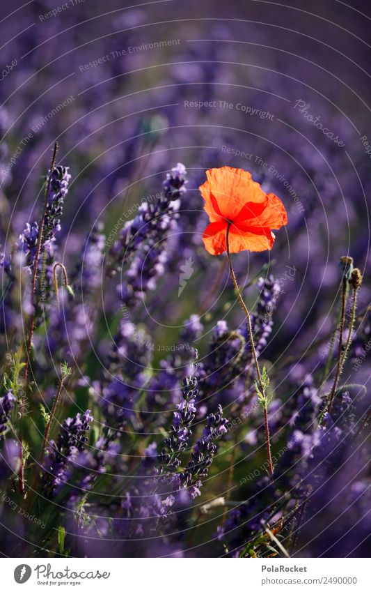 #A# Red dot in the purple sea Environment Nature Landscape Climate Beautiful weather Field Esthetic Violet Poppy Poppy blossom Poppy field Lavender