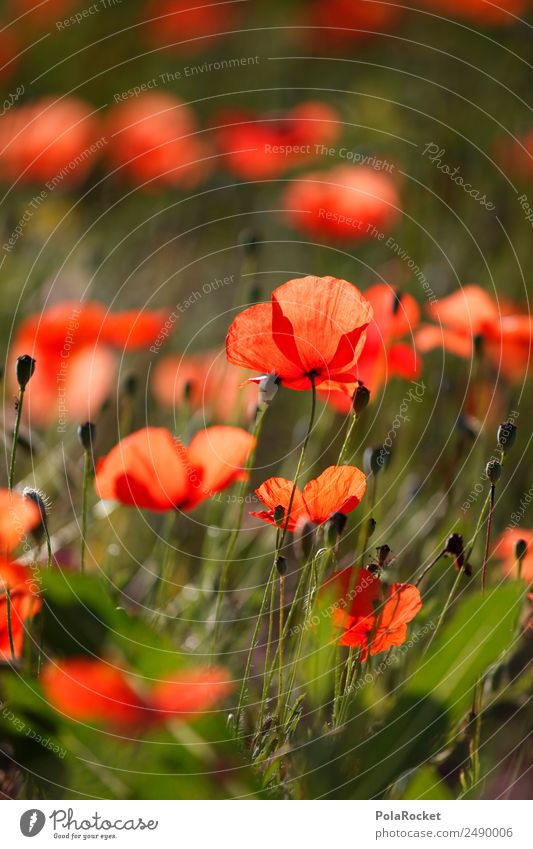 #A# Red field Art Esthetic Poppy Poppy blossom Poppy field Poppy leaf Field France Provence Flower Meadow flower Idyll Colour photo Multicoloured Exterior shot