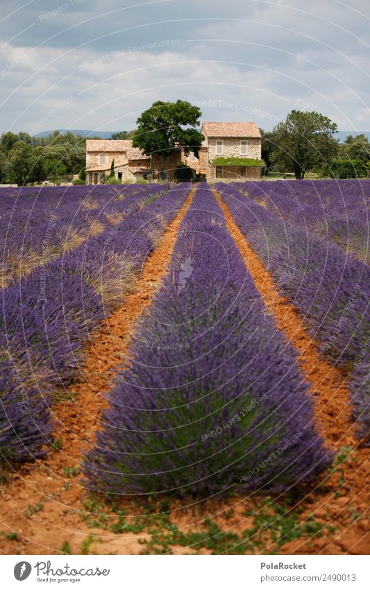 #A# Lavender Good Art Work of art Painting and drawing (object) Esthetic Field Lavender field Lavande harvest Violet Blossoming Green pastures France Provence