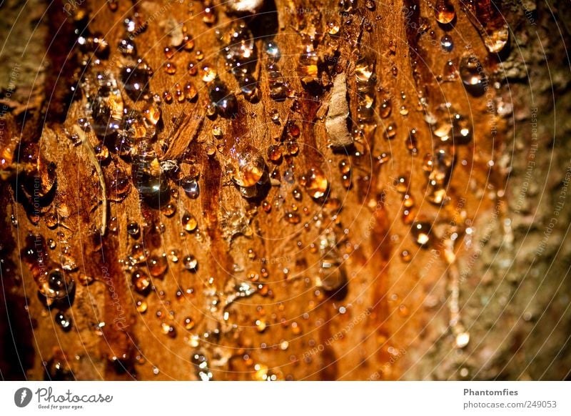 resin Nature Summer Tree Slimy Sticky Tree bark Harz Colour photo Exterior shot Macro (Extreme close-up) Deserted Day Sunlight