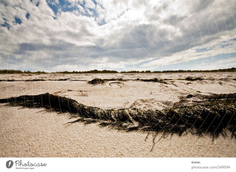 Beach. Good. Far-off places Plant Sand Sky Clouds Horizon Beautiful weather Coast Wild Contentment Life Nature Environment Algae Washed up bank Sylt Dune