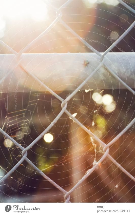 girl's prison Sun Warmth Grating Mesh grid Wire mesh Wire fence Fence Spider's web Prismatic colors Colour photo Exterior shot Deserted Day Light Sunlight