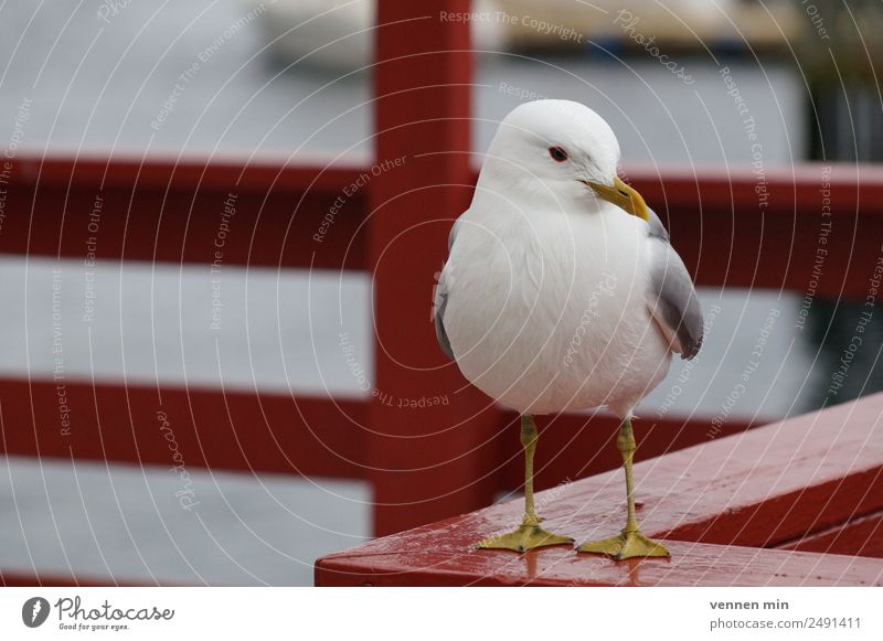 Seagull on red railing at the harbour Animal Wing 1 Handrail Fence Wood Water Stripe Observe Maritime Natural Yellow Red White Love of animals Peaceful Serene