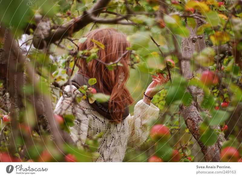 apple time. Young woman Youth (Young adults) Hair and hairstyles 1 Human being 13 - 18 years Child Environment Nature Autumn Tree Apple tree Garden Park Sweater