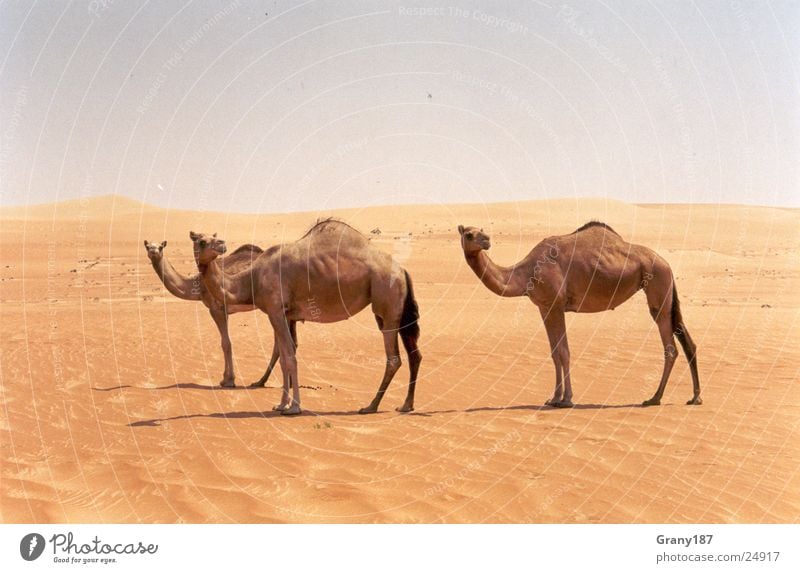 camel driving Asia Advertising executive Poster Panorama (View) Vacation & Travel Brand of cigarettes camels Desert emirates advertising material
